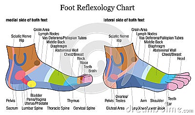 Foot Reflexology Side Profile Lateral Medial View Vector Illustration