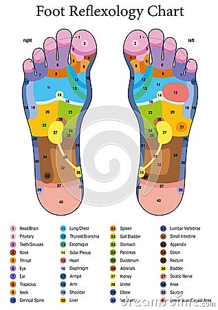 Foot Reflexology Table Vector Illustration