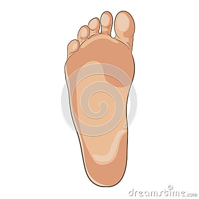 Foot sole illustration for biomechanics, footwear, shoe concepts, medical, health, massage, spa, acupuncture centers Vector Illustration