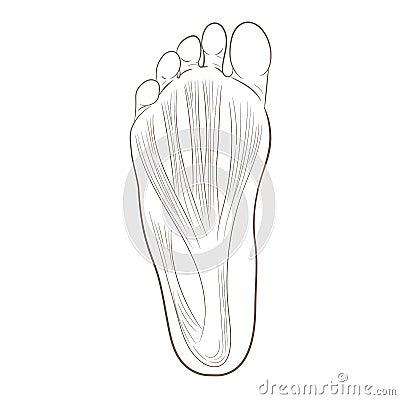 Foot sole illustration Vector Illustration