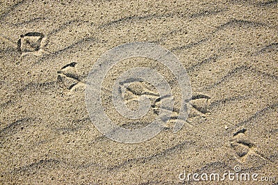 Foot traces of seagulls in the sand. Background with beige fine sand. Sand surface on the beach, view from above. Stock Photo