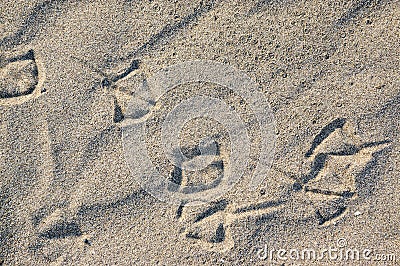 Foot traces of seagulls in the sand. Background with beige fine sand. Sand surface on the beach, view from above. Stock Photo