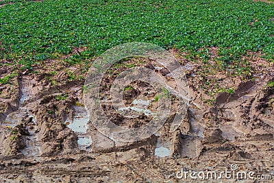 Foot traces and tire marks in the mud Stock Photo