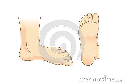 Foot vector in side view and bottom of foot Vector Illustration