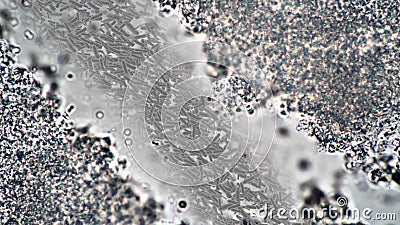 Footage taken with a microscope. Big zoom magnification. Biology tissue with cells Stock Photo