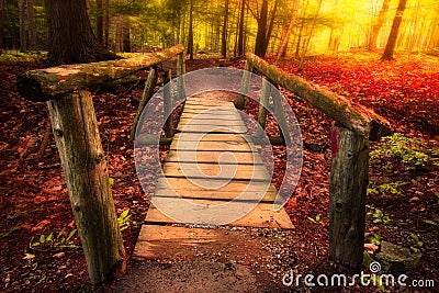 Footbridge through forest Stock Photo