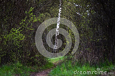 Foothpath and lone birch tree in woodland Stock Photo