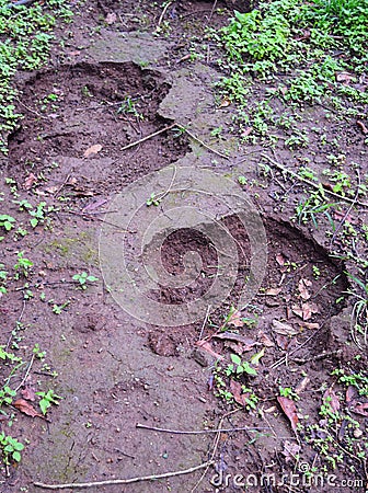 Footmarks of Elephant on Ground Stock Photo