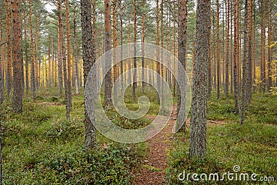 Footpath autumn forest landscape in Finland Stock Photo