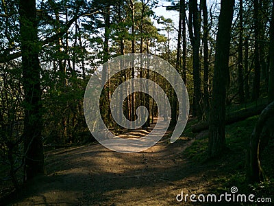 Footpath in deep shadow forest, sunshine over trees in Cave Hill Country Park, Belfast, Northern Ireland Stock Photo