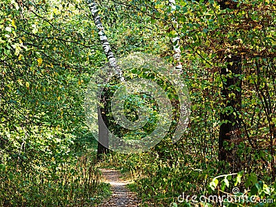 Footpath in dense forest grove in urban park Stock Photo