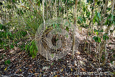 Footpath in the Desembarco del Granma National Park on Cuba Stock Photo