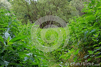 Footpath through a field of stinging nettle,also called Urtica dioica or Brennnessel Stock Photo