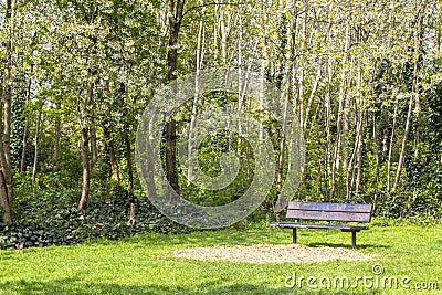 Footpath in a flowered park. Green and flowering trees. Bright gozon. Bench in the park and flowering trees around Stock Photo
