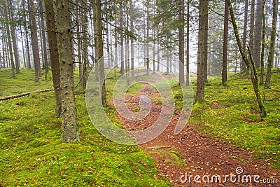 Footpath in a foggy coniferous forest Stock Photo