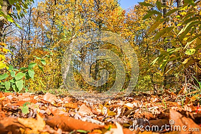 Footpath in a forest in autumn, ground view with leaves Stock Photo