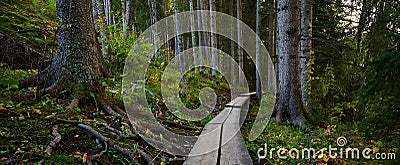 Footpath in beautuful forest with big trees Stock Photo