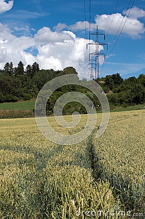 Footpath in grain and pylons Stock Photo