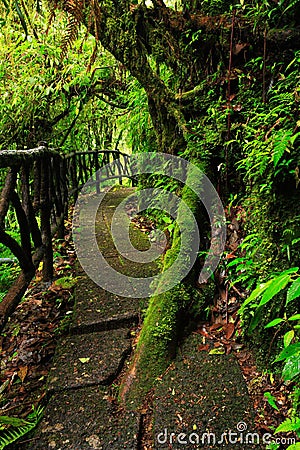 Footpath in green tropic forest. Trail in La Paz Waterfall gardens, with green tropical forest in Costa Rica. Mountain tropic fore Stock Photo