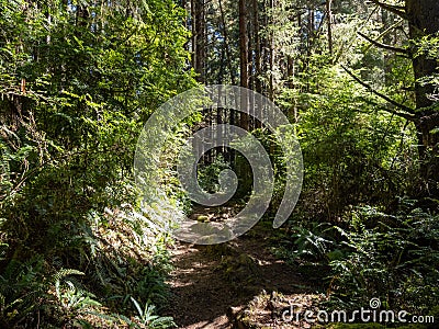 Trail through Lush Forest, Redwoods National Park Stock Photo