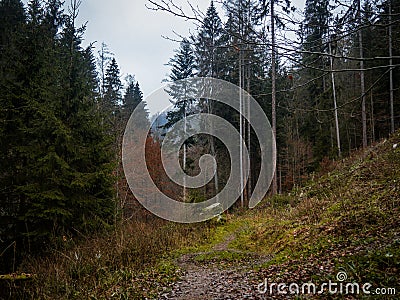 On the footpath in the middle of the magic deep forest. Stock Photo