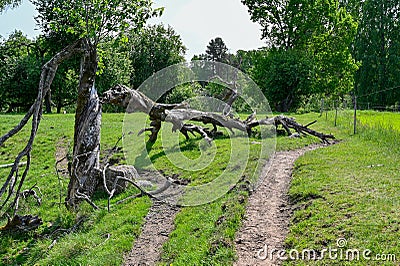 Footpath in nature reservate with dead wood Stock Photo