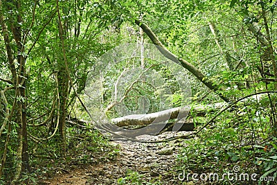 footpath to waterfall at Jetkod-Pongkonsao travel location Stock Photo