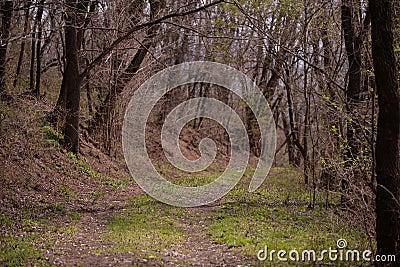 Footpath trough the leafless forest during spring season Stock Photo