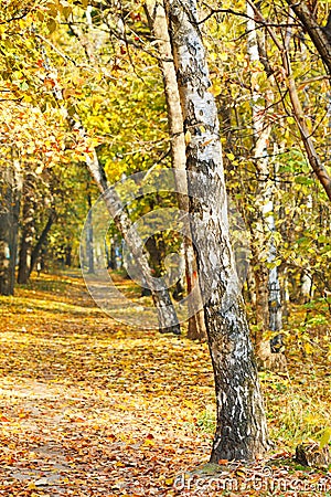 Footpath in yellow autumn birch forest Stock Photo