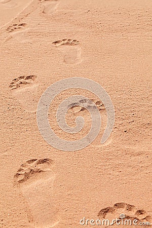 Footprint on the beach on a sunny day Stock Photo