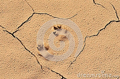 Wild animal footprint on desert ground Stock Photo