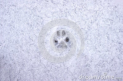 Footprint of a cat or dog paw on the snow. Care for pets in the winter, in cold weather Stock Photo