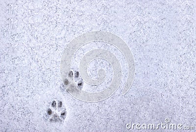 Footprint of a cat or dog paws on the snow. Care for pets in the winter, in cold weather Stock Photo