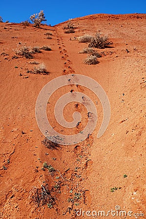 Footprint in desert Stock Photo