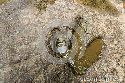 Footprint of dinosaur Carnotaurus on ground near stream at Phu Faek national forest park , Kalasin , Thailand . Water logged on Stock Photo