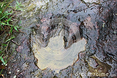 Footprint of dinosaur on Phoo-Luang, Loei, Thailand Stock Photo