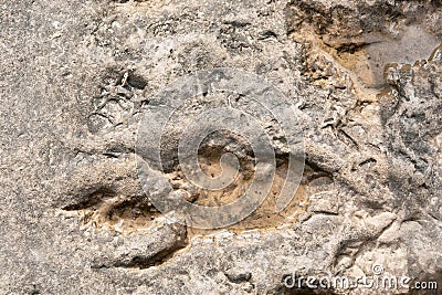 Footprint of dinosaur Stock Photo