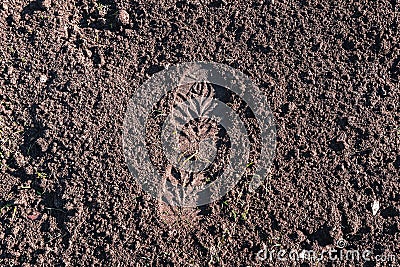 footprint in the dirt. Brown earth with imprints. background photo texture. footprints in the field. Shoeprints in the mud Stock Photo