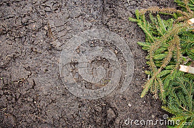 Footprint in the dirt. Brown road dirt with footprints. Background photo texture. Foot mark on the jungle trail. shoeprints in the Stock Photo