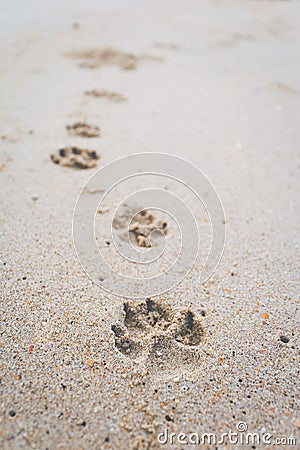 The footprint of the dog walking on the beach. Stock Photo