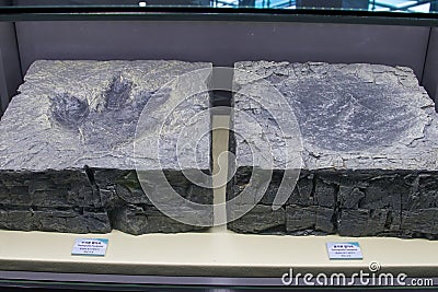 the footprint fossil of dinosaur in Seodaemun Museum of Natural History Editorial Stock Photo