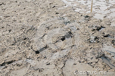 Footprint or imprint shoe in the mud.Mud texture or wet brown soil as natural organic clay and geological sediment mixture as in r Stock Photo