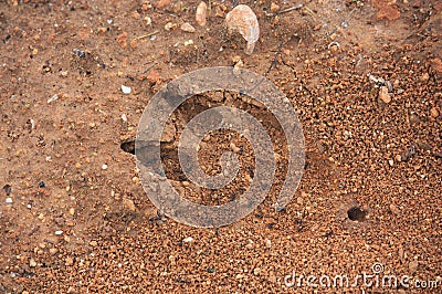A footprint marked on the loose ground of the field Stock Photo