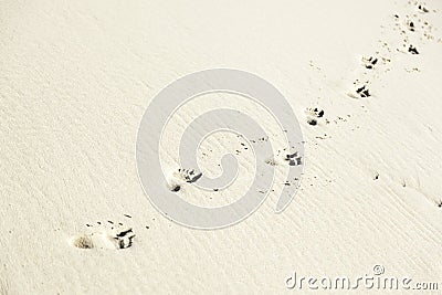 Footprint in the sand on the beach Stock Photo