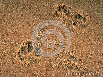 Footprints of bare feet on wet sand of beach Stock Photo