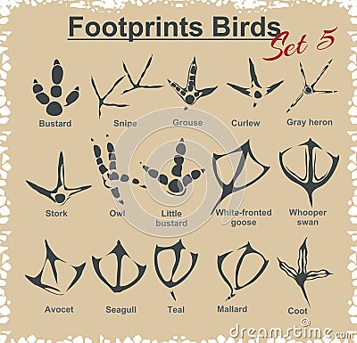 Footprints Birds - vector set Vector Illustration