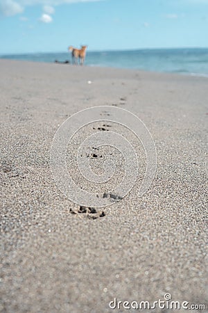 footprints of dog paws on sand Stock Photo