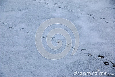 Footprints from duck paws on a snowy. Close-up Stock Photo