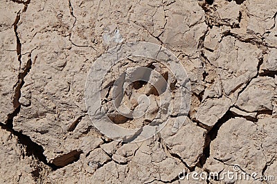 The footprints of hyena on the dryed soil Stock Photo