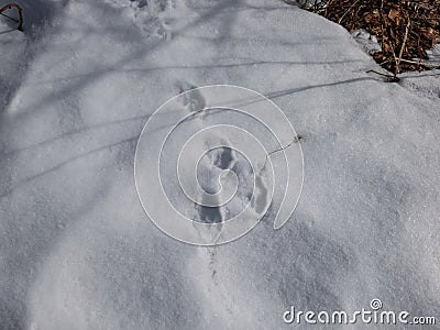 Footprints of paws of the European hare or brown hare (Lepus europaeus) on ground covered with snow in winter Stock Photo